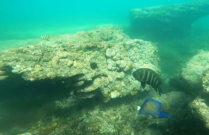 Shivrajpur Beach, Dwarka. Under water marine life with Discovery scuba